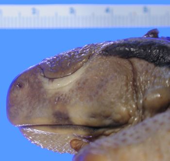 Media type: image; Herpetology A-3689